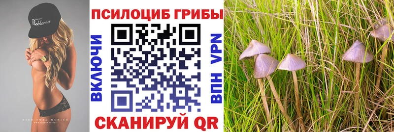 Купить где Стрежевой Галлюциногенные грибы GOLDEN TEACHER
